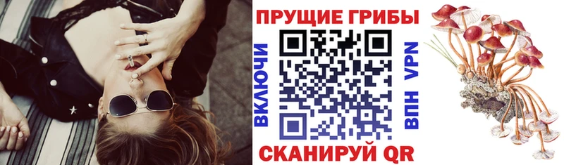 Псилоцибиновые грибы Psilocybine cubensis Городище